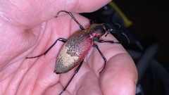 Carabus smaragdinus