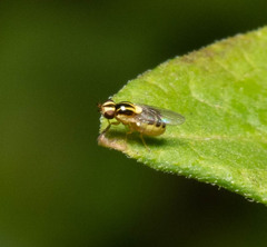 Thaumatomyia