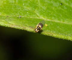 Thaumatomyia
