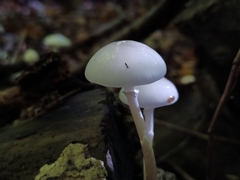 Oudemansiella mucida