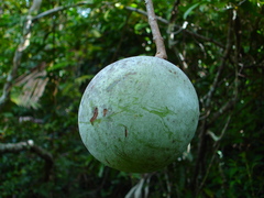 Salacia krigsneri