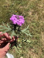 Glandularia wrightii