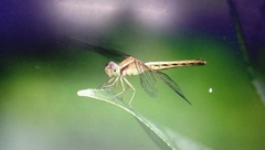 Neurothemis intermedia