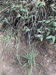 Leymus innovatus