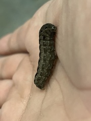 Spodoptera