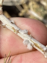 Rhopalomyia floccosa