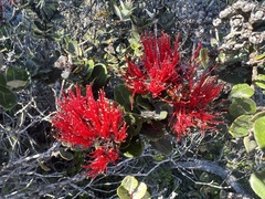 Metrosideros polymorpha