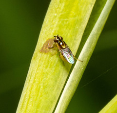 Thaumatomyia