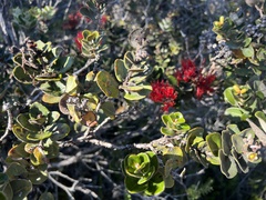 Metrosideros polymorpha