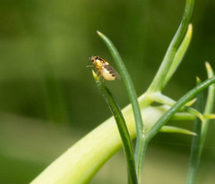 Thaumatomyia