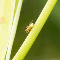 Thaumatomyia