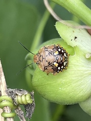 Chinavia marginata