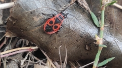 Pyrrhocoris apterus