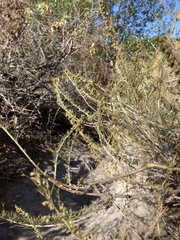 Rhopalomyia floccosa