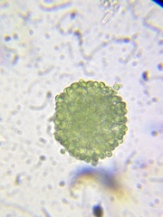 Coelosphaerium