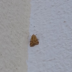 Heliothis peltigera