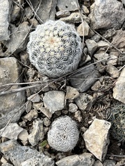 Echinocereus reichenbachii caespitosus