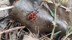 Pyrrhocoris apterus