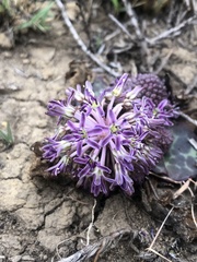 Ledebouria ovatifolia ovatifolia