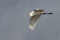 Ardea alba alba