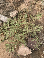 Chamaesaracha sordida