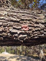 Herpothallon rubrocinctum