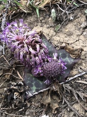 Ledebouria ovatifolia ovatifolia