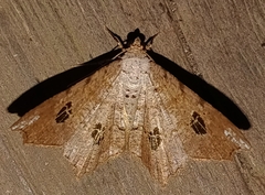 Semiothisa valmonaria