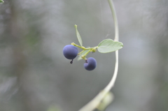 Cocculus diversifolius