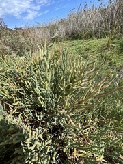 Salicornia pacifica