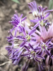 Ledebouria ovatifolia ovatifolia