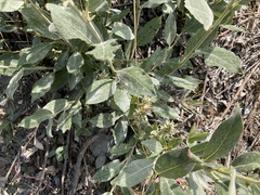 Salix glauca