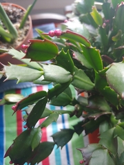 Schlumbergera