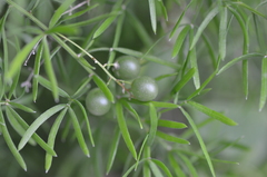Asparagus aethiopicus