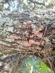 Herpothallon rubrocinctum