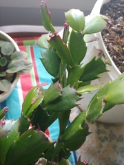 Schlumbergera