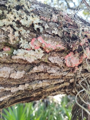 Herpothallon rubrocinctum