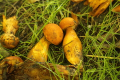 Cystoderma aureum