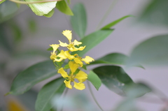 Callaeum macropterum