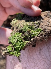 Riccia huebeneriana