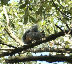Sciurus aureogaster