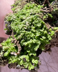 Riccia huebeneriana