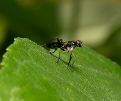 Cordilura
