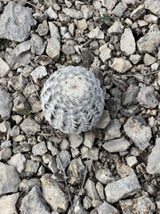Echinocereus reichenbachii caespitosus