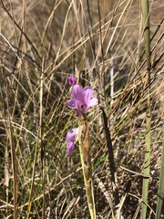 Gladiolus crassifolius