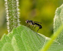 Cordilura
