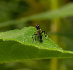 Cordilura