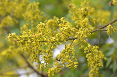 Koelreuteria