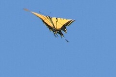 Papilio multicaudata multicaudata