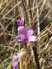Gladiolus crassifolius